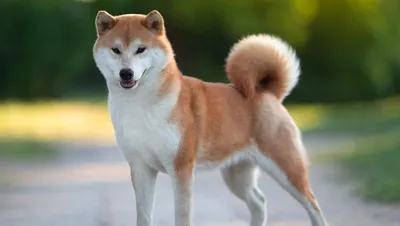 Шарпей: характер собаки, дрессировка и обучение - Ветеринарная клиника  TerraVet
