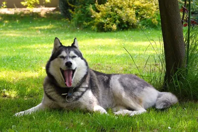 Характеристика и описание породы сиба-ину - Собаки - Вопросы ответы