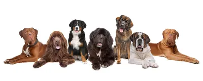 Породы собак с фото и названиями фотографии