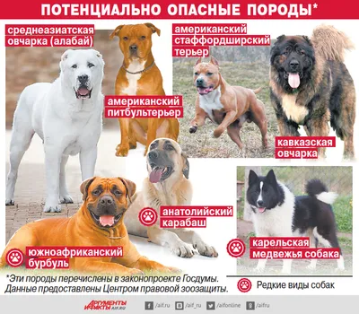 Самые умные собаки - какую породу выбрать – фото | OBOZ.UA
