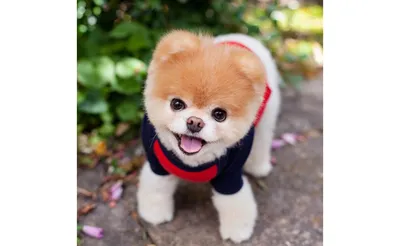 Самые опасные породы собак в Украине - список - Pets