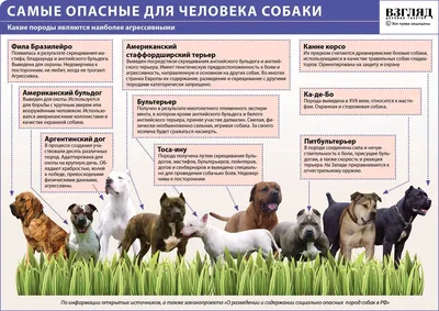 Какие породы собак должны ходить в наморднике по закону | Полезный список -  Питомцы Mail.ru