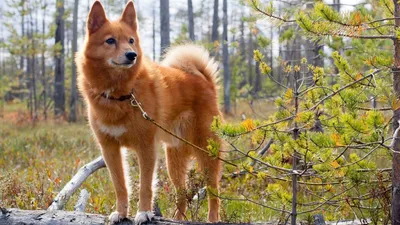 Самые умные породы 🐕 собак: породы с высоким интеллектом