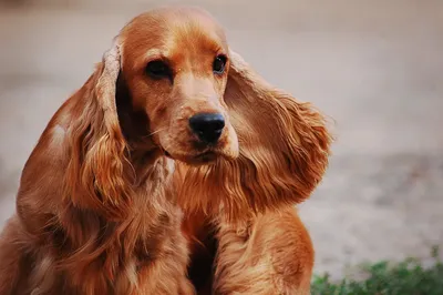 Породы собак с висячими ушами фото фотографии