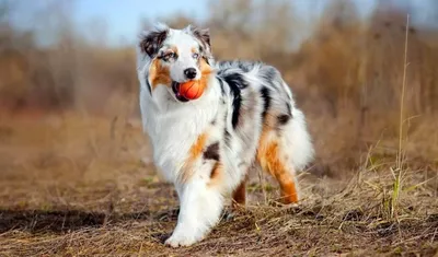 Какие породы собак должны ходить в наморднике по закону | Полезный список -  Питомцы Mail.ru
