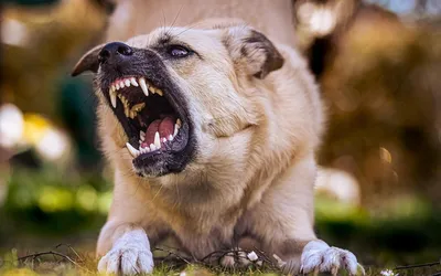 В Украине утвердили список опасных собак | Новости Одессы | Страхование  собак