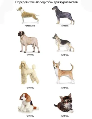 МВД опубликовало список самых агрессивных собак