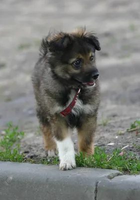 Российское правительство утвердило список потенциально опасных собак - МК