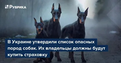 В России утвердили список потенциально опасных пород собак: к кому лучше не  подходить близко | Первый ярославский телеканал