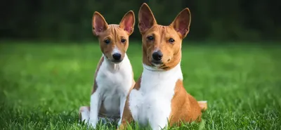 Маленькие и средние породы собак - красивые фото