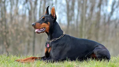 Популярные собаки средних пород (65 фото) - картинки sobakovod.club