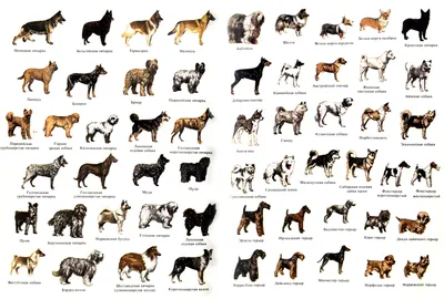 Породы всех собак и их фото фотографии