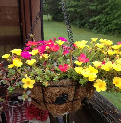 Портулак (Portulaca) ампельный в кашпо — Рассада цветов и овощей.