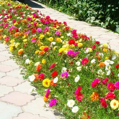 Портулак огородный — Википедия