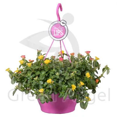 Портулак крупноцветковый (Portulaca grandiflora). - «Портулак или цветной  ковёр» | отзывы