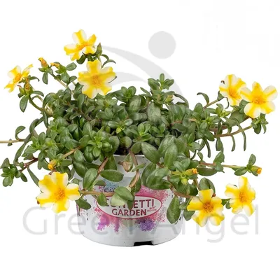 Портулак крупноцветковый (Portulaca grandiflora). - «♧ Цветы с минимальным  уходом для оформления участка. Портулак крупноцветковый — красив и  неприхотлив.» | отзывы