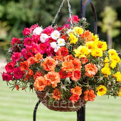 Портулак крупноцветковый (Portulaca grandiflora). - «Цветок-завоеватель:))»  | отзывы