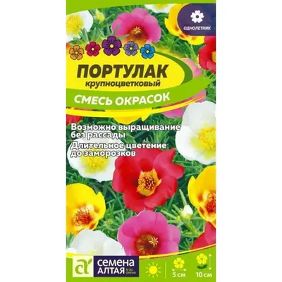 Портулак крупноцветковый (Portulaca grandiflora). - «💠Портулак: посадка  семян и уход за цветущим ковром💠» | отзывы