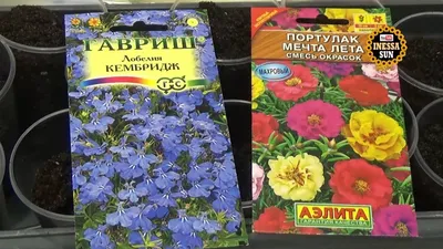 Портулак (обычный, смесь окрасок) рассада — купить в Красноярске. Садовые  цветы на интернет-аукционе Au.ru