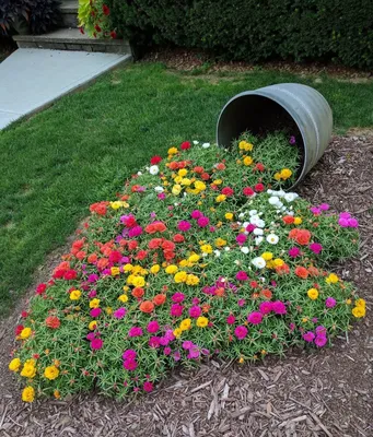 Портулак – разноцветный коврик в саду… - посадка, уход, фото, как вырастить  и собрать урожай - «Блог Флориум.юа» 2023