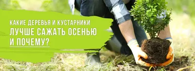 Яблони и груши: правила посадки плодовых деревьев - 14.04.2021, Sputnik  Беларусь