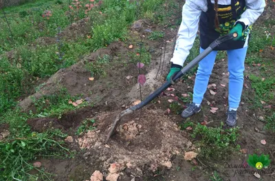 Когда сажать лес нужно, а когда не нужно и даже вредно