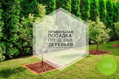посадка растений на открытой земле весной с лопатой. прополка растений в  саду. уход за урожаем Стоковое Изображение - изображение насчитывающей  земля, начала: 216862461