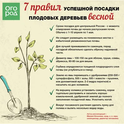 ПРАВИЛЬНАЯ ПОСАДКА ПЛОДОВЫХ ДЕРЕВЬЕВ - Зеленый сад