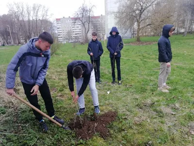 7 правил успешной посадки плодовых деревьев весной | Дачные растения,  Посадка растений, Растения