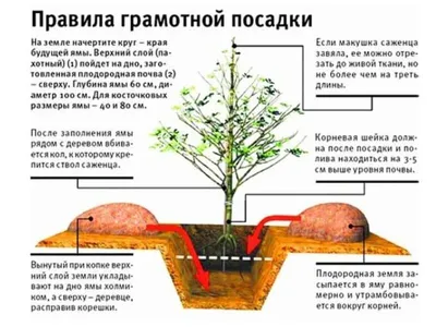 Посадить дерево может каждый | 26.06.2023 | Новости Костомукши - БезФормата