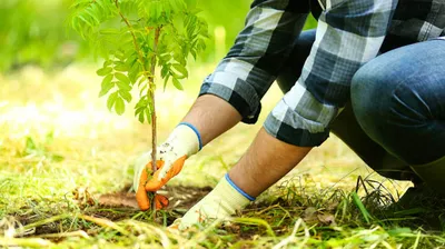 Як підготувати ґрунт до висадки дерев