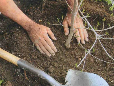 Сажаем деревья и кустарники правильно