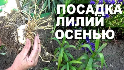 Как посадить лилии - посадка с дёгтем | Лилии, Растения, Посадка