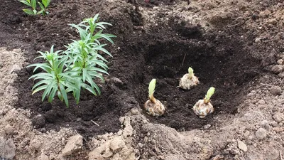 Когда сажать луковицы лилий весной или осенью - ЗАГОРОДНЫЙ