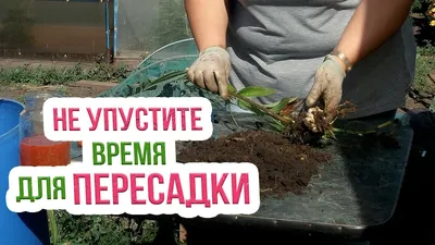 Деление и пересадка лилий осенью! Как правильно сажать лилии осенью? -  YouTube