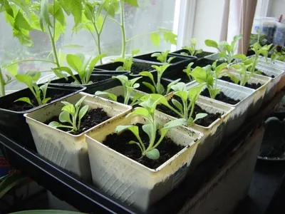Практика выращивание рассады петунии в теплице.