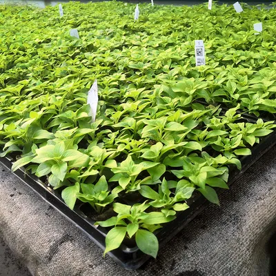 Выращиваем петунии — от семян до высадки в грунт: информационные статьи от  компании «Август»