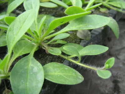 Выращивание петунии: как вырастить из семян, когда высаживать и как  ухаживать | ivd.ru
