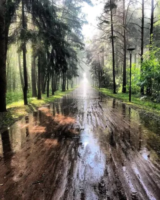 После дождя: картина природы