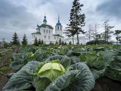 Экспедиция с учеными в Посольский сор