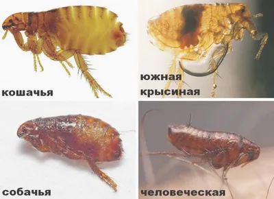 Клопы и блохи. Как их отличить и почему это важно - Доказательная медицина  для всех