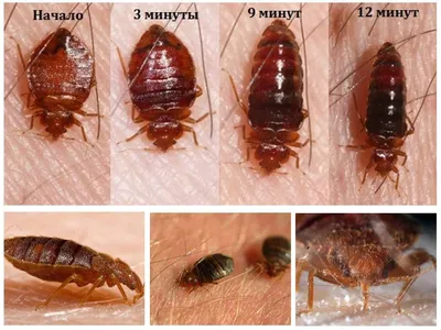 Уничтожение клопов в Израиле, борьба с клопами - DezinfectorFix