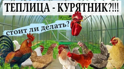 Курятник «Коко-Дом» - купить по выгодной цене от производителя «ТопсХаус» в  Москве. Курятники