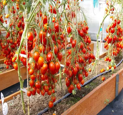 Купить Семена томата Поцелуй Герани с доставкой по РФ ☘️ Ярмарка Растений