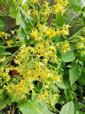 Поцелуй Герани Жёлтый ( Yellow Geranium Kiss, США)
