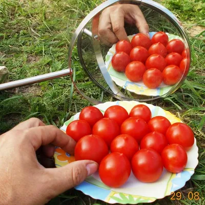 томат поцелуй герани характеристика отзывы | Семена томата, Герани, Огород