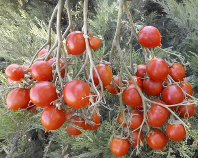Купить семена томата сорт Поцелуй герани (Geranium Kiss)