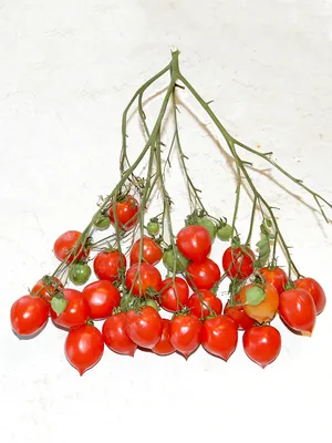 Помидоры Маленький Поцелуй Герани — Little Geranium Kiss Tomato | Дом  Помидоров - Помидом