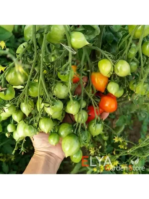 Поцелуй герани (Geranium Kiss), Комнатно-горшечные, мини-томаты,  низкорослые \"черри\"