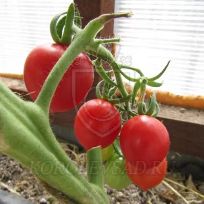 Elya Garden Семена томата Поцелуй Герани - коллекционный сорт